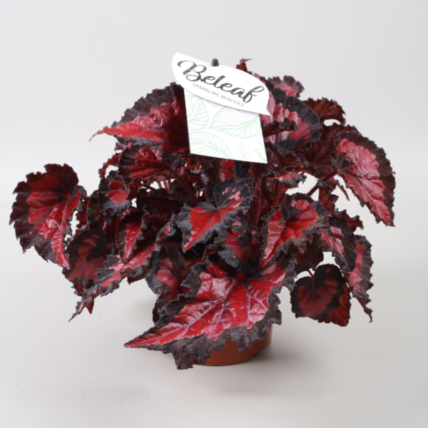 Begonia Beleaf Inca Night