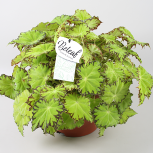 Begonia Beleaf Lima Love