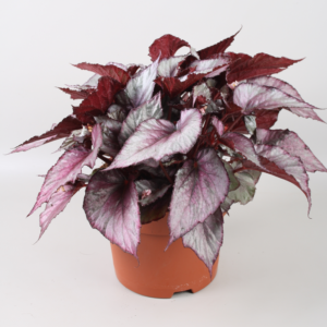 Begonia Beleaf Maori Haze