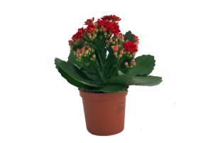 Kalanchoe Rosalina Don Justino