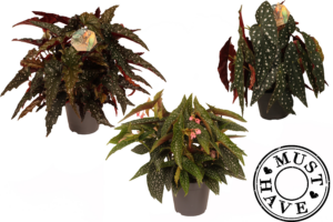 Begonia maculata mix