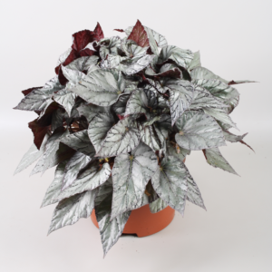 Begonia Beleaf Arctic Breeze