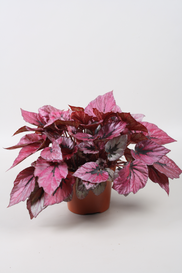 Begonia Beleaf Indian Summer