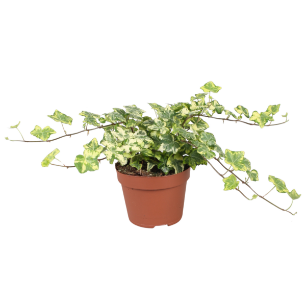 Hedera helix 'Golden Kolibri'