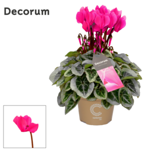 Cyclamen persicum kleinbloemig Super Serie Picasso