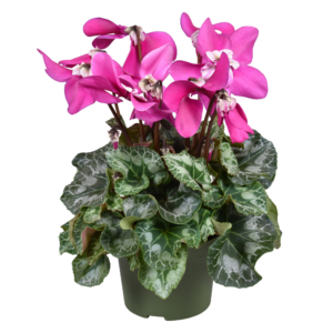 Cyclamen persicum grootbloemig Fleur En Vogue