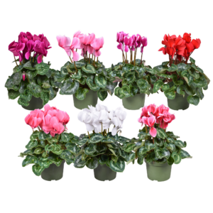 Cyclamen persicum grootbloemig Super Serie Leopardo mix