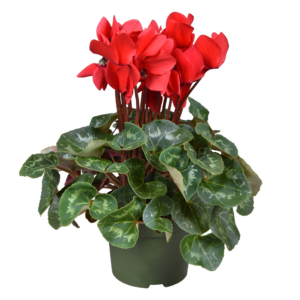 Cyclamen persicum grootbloemig Super Serie Leopardo