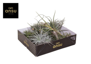 Tillandsia Exclusive Mix