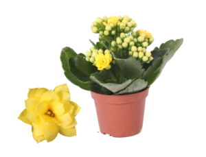 Kalanchoe Rosalina Don Amarillo