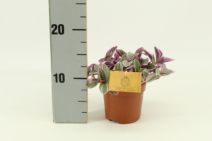 Tradescantia cerinthoides Sweetness