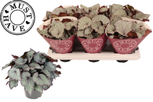 Begonia Hawaiian Silver