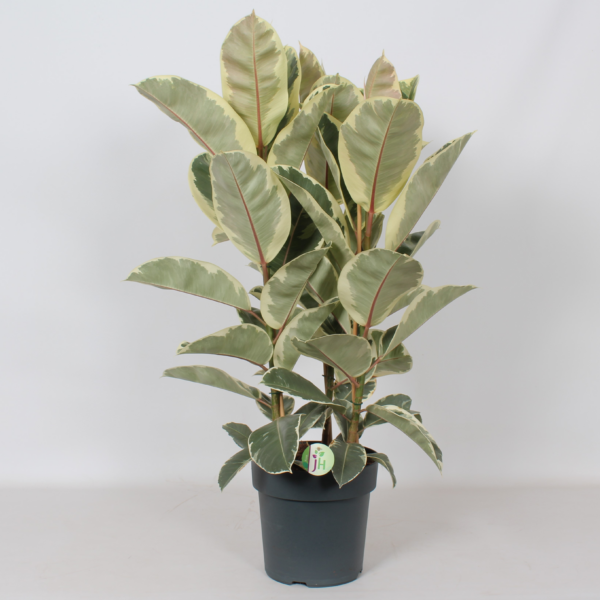 Ficus elastica 'Tineke'