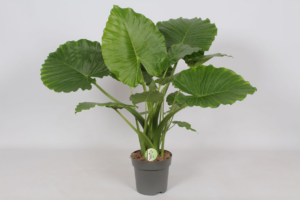 Alocasia gageana