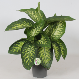 Dieffenbachia seguine 'Reeva'