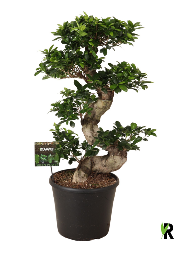 Ficus microcarpa Ginseng