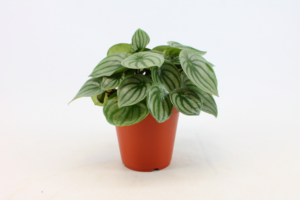 Peperomia argyreia