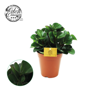 Peperomia obtusifolia Burning Bush