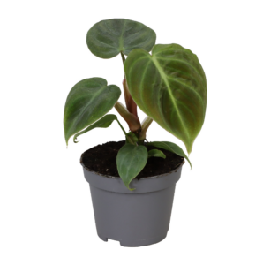 Philodendron El Choco