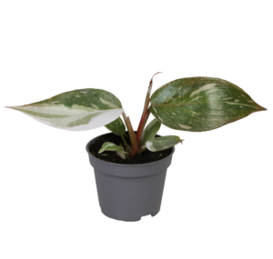 Philodendron Red Anderson