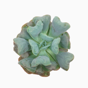 Echeveria blue heart