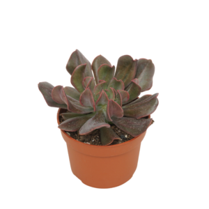 Echeveria dark vader