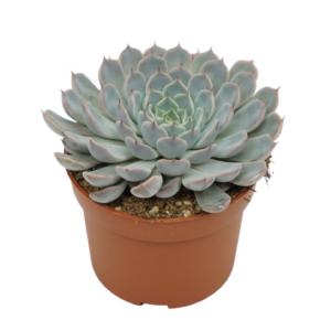 Echeveria texensis rosa