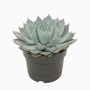 Echeveria aquila