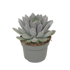 Pachyphytum 'Draco'