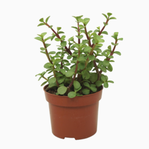 Portulacaria afra