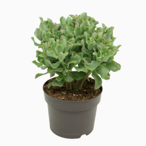 Crassula arborescens subsp. undilatifolia 'Curly'