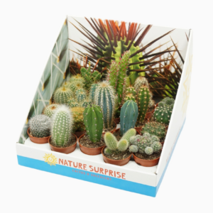 Cactus mix