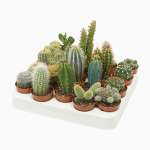 Cactus mix