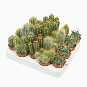 Cactus mix 5 soorten