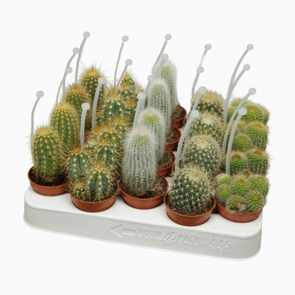 Cactus mix 5 soorten