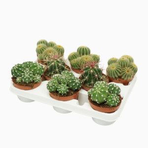 Cactus mix 3 soorten