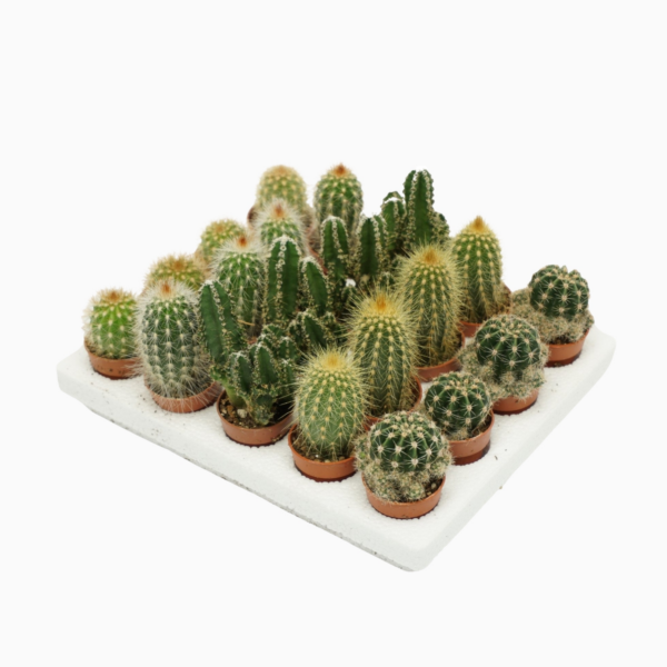 Cactus mini mix