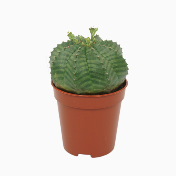 Euphorbia obesa