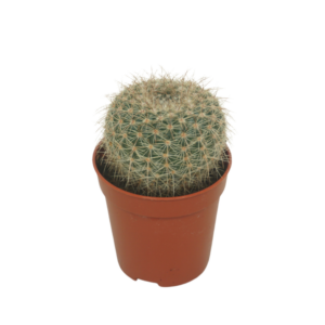 Cactus overig