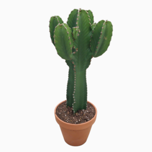 Euphorbia ingens