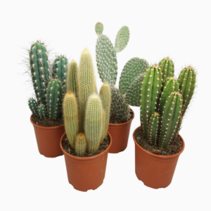 Cactus mix