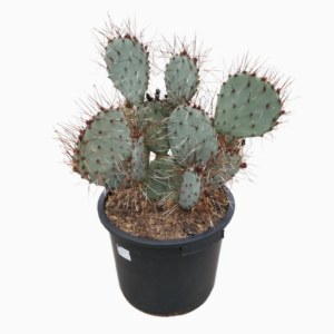 Opuntia macrocentra