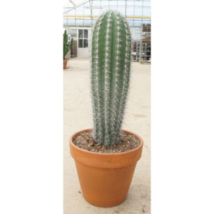 Pachycereus pringlei