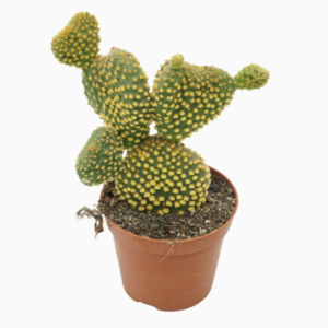 Opuntia microdasys 'Cristata'