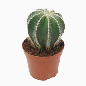 Cactus overig