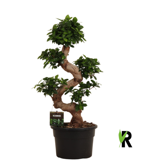 Ficus microcarpa Ginseng