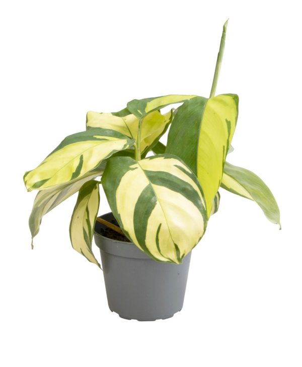 Ctenanthe pilosa 'Golden Mosaic'