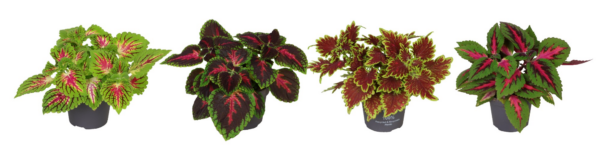 Coleus Mix