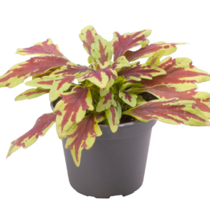 Coleus Le Freak