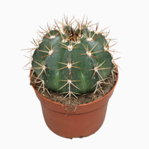 Melocactus bahiensis